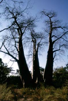 Trío de Baobabs, Botswana