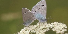 Manchas verdes (Glaucopsyche alexis)