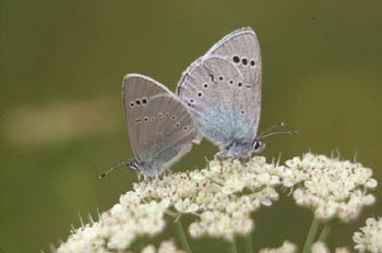 Manchas verdes (Glaucopsyche alexis)