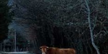 Vaca en el camino