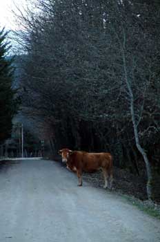 Vaca en el camino