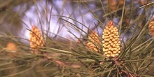Pino resinero - Flor (Pinus pinaster)