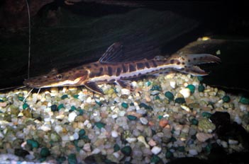 Bagre gigante (Sorubi lima)