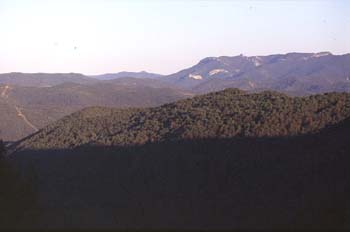 Pino silvestre - Bosque (Pinus sylvestris)