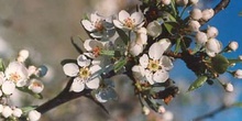 Almendro - Flor (Prunus dulcis)