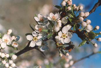 Almendro - Flor (Prunus dulcis)