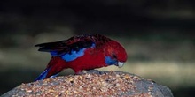 Rosella multicolor o periquito oriental