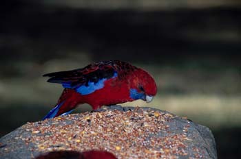 Rosella multicolor o periquito oriental