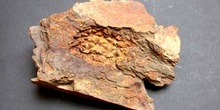 Heliocrinites rouvillei (Crinoideo) Ordovícico