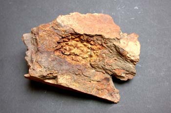 Heliocrinites rouvillei (Crinoideo) Ordovícico