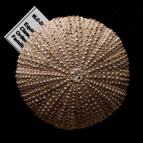 IES_ISABELLACATOLICA_BIOLOGIA_513