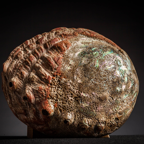 IES_CARDENALCISNEROS_CONCHAS_082