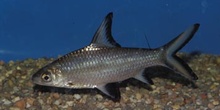 Tiburon plata (Balantiocheilus melanopterus)