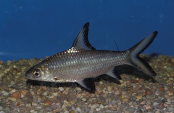 Tiburon plata (Balantiocheilus melanopterus)