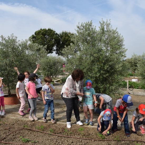 Siembra Huerta Balta 5 años 2018 20