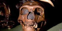 Homo sapiens neanderthalensis (Mamífero-Homínido) Pleistoceno