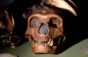 Homo sapiens neanderthalensis (Mamífero-Homínido) Pleistoceno