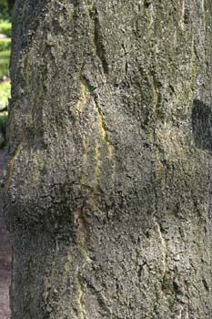 árbol del cielo - Tronco (Ailanthus altissima)