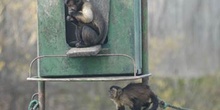 Mono Capuchino
