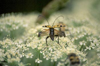 Ruptela maculata