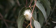 Eucalipto azul - Flor (Eucalyptus globosus)