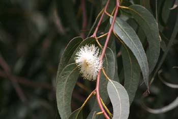 Eucalipto azul - Flor (Eucalyptus globosus)