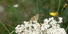 Doncella (Melitaea sp.)