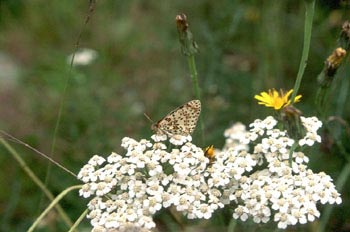 Doncella (Melitaea sp.)