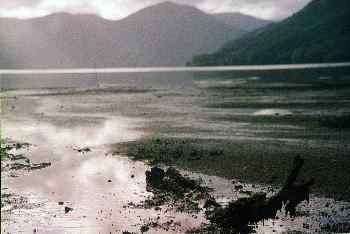 Tronco en lodazal en Picton, Nueva Zelanda