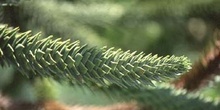 Pehuén-hojas (Araucaria araucana)