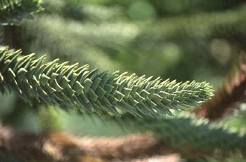 Pehuén-hojas (Araucaria araucana)