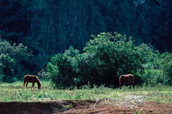 Escena campestre