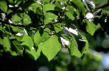 Olmo común - Hojas (Ulmus minor)