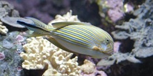 Pez pijama (Acanthurus lineatus)