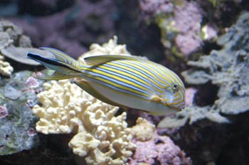Pez pijama (Acanthurus lineatus)