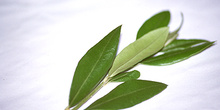 Hojas de olivo