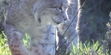 Lince boreal - Sierra de Fuentes, Cáceres