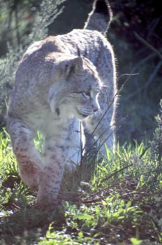 Lince boreal - Sierra de Fuentes, Cáceres