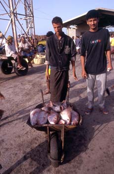 Transporte de capturas en el puerto de Hodeidah, Yemen