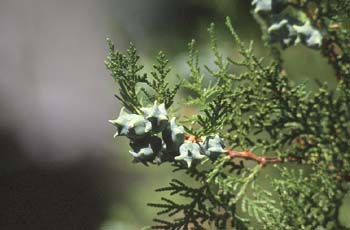 árbol de la vida chino (Thuja orientalis)