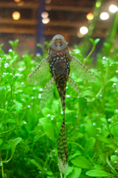 Chupa-algas (Hypostomus plecostomus)
