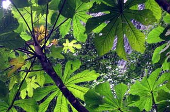 Cecropia en la Vía de Baños en Puyo, Ecuador