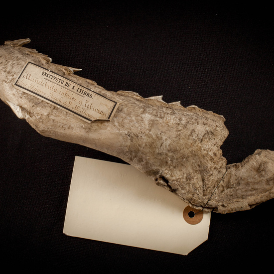 IES_SANISIDRO_MUSEO_Zoolgía_069