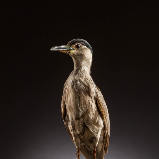 IES_SANISIDRO_MUSEO_Aves_013