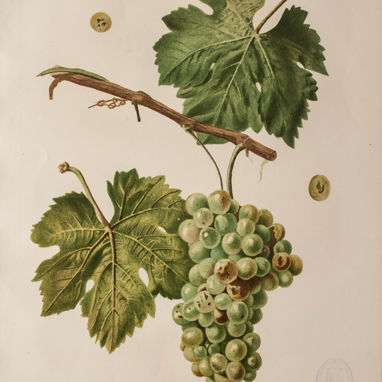 IES_CARDENALCISNEROS_BOTÁNICA_II_LÁMINAS_077