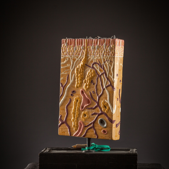 IES_SANISIDRO_BIOLOGIA_252