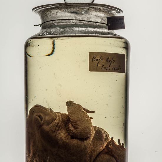 IES_CARDENALCISNEROS_CIENCIASNATURALES_249