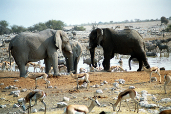 Reunión de elefantes, Namibia