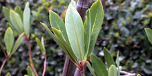 árbol, Canelo (Cinnamomum zeylanicum)