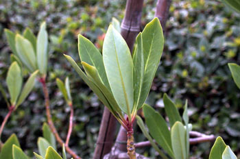 árbol, Canelo (Cinnamomum zeylanicum)